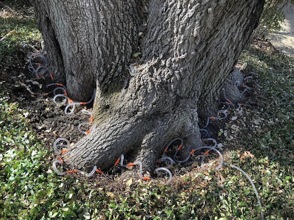 Detailed Tree Cabling and Bracing job site in Carrabelle
