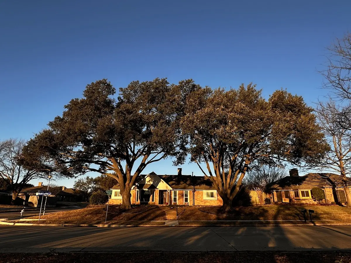 Established residential canopy tree shading a home in Carrabelle